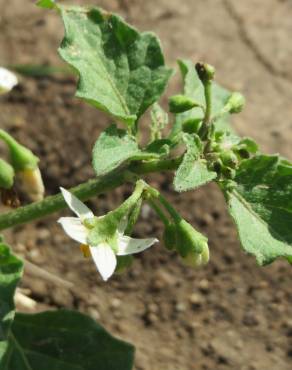 Fotografia 4 da espécie Solanum nigrum no Jardim Botânico UTAD