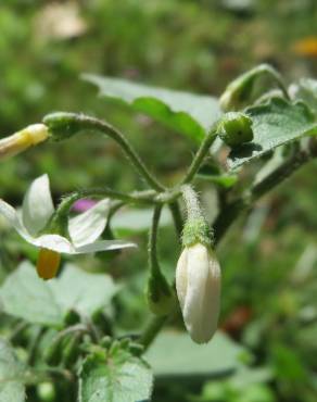 Fotografia 5 da espécie Solanum nigrum no Jardim Botânico UTAD