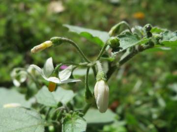 Fotografia da espécie Solanum nigrum
