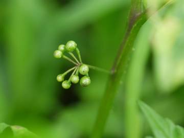 Fotografia da espécie Solanum nigrum