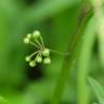 Fotografia 6 da espécie Solanum nigrum do Jardim Botânico UTAD