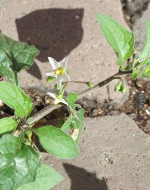 Fotografia 7 da espécie Solanum nigrum no Jardim Botânico UTAD