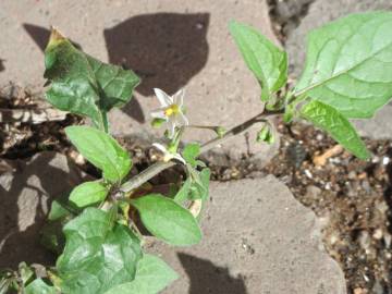 Fotografia da espécie Solanum nigrum
