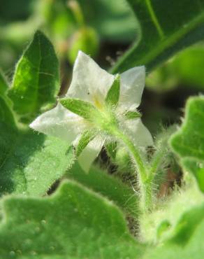 Fotografia 8 da espécie Solanum nigrum no Jardim Botânico UTAD