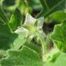 Fotografia 8 da espécie Solanum nigrum do Jardim Botânico UTAD