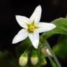 Fotografia 9 da espécie Solanum nigrum do Jardim Botânico UTAD