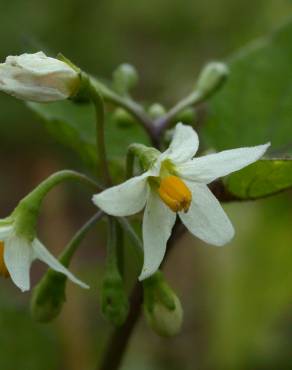 Fotografia 10 da espécie Solanum nigrum no Jardim Botânico UTAD