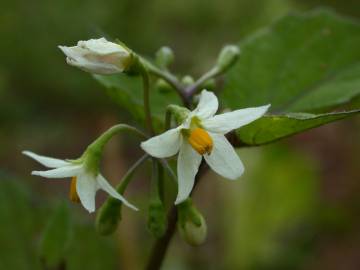 Fotografia da espécie Solanum nigrum