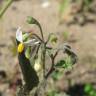 Fotografia 11 da espécie Solanum nigrum do Jardim Botânico UTAD