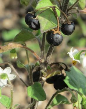 Fotografia 12 da espécie Solanum nigrum no Jardim Botânico UTAD