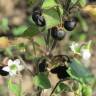 Fotografia 12 da espécie Solanum nigrum do Jardim Botânico UTAD