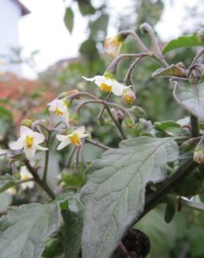 Fotografia 13 da espécie Solanum nigrum no Jardim Botânico UTAD