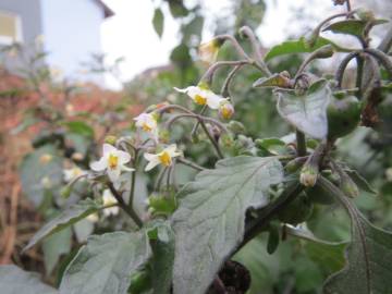 Fotografia da espécie Solanum nigrum