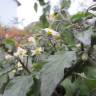 Fotografia 13 da espécie Solanum nigrum do Jardim Botânico UTAD