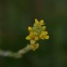 Fotografia 5 da espécie Sisymbrium officinale do Jardim Botânico UTAD