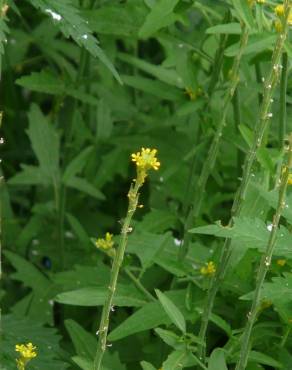 Fotografia 7 da espécie Sisymbrium officinale no Jardim Botânico UTAD