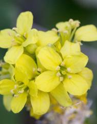 Sisymbrium officinale