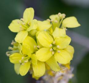 Fotografia da espécie Sisymbrium officinale