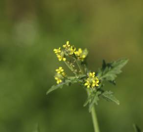 Fotografia da espécie Sisymbrium officinale