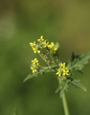 Fotografia 8 da espécie Sisymbrium officinale no Jardim Botânico UTAD