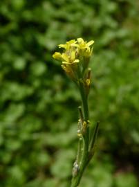 Fotografia da espécie Sisymbrium officinale