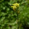 Fotografia 9 da espécie Sisymbrium officinale do Jardim Botânico UTAD