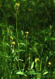 Fotografia da espécie Sisymbrium officinale