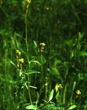 Fotografia 10 da espécie Sisymbrium officinale no Jardim Botânico UTAD