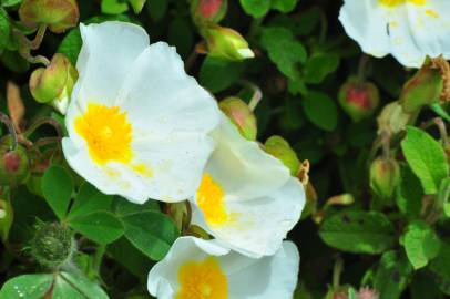 Fotografia da espécie Cistus salvifolius