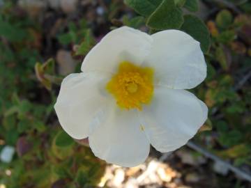 Fotografia da espécie Cistus salvifolius