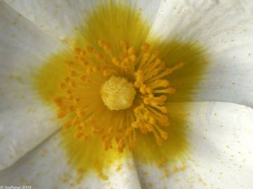 Fotografia da espécie Cistus salvifolius