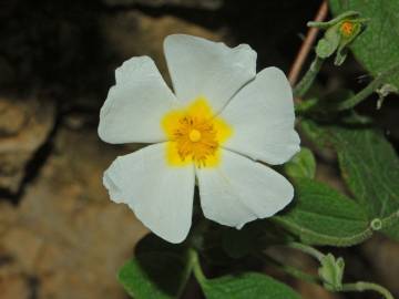 Fotografia da espécie Cistus salvifolius