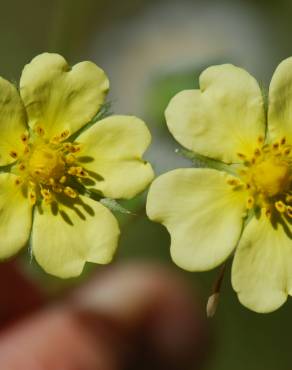 Fotografia 4 da espécie Potentilla recta no Jardim Botânico UTAD