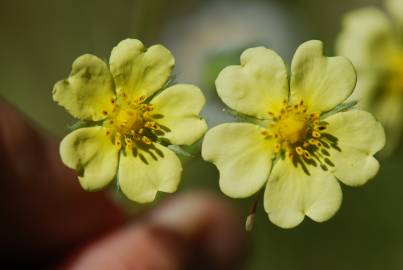 Fotografia da espécie Potentilla recta