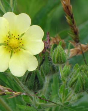 Fotografia 5 da espécie Potentilla recta no Jardim Botânico UTAD