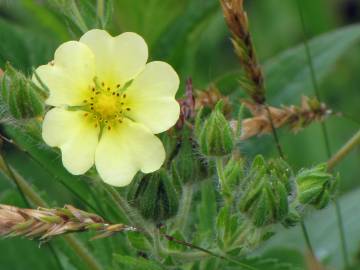 Fotografia da espécie Potentilla recta