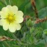 Fotografia 5 da espécie Potentilla recta do Jardim Botânico UTAD