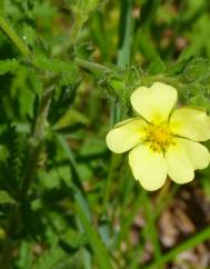 Potentilla recta