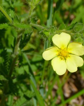 Fotografia 1 da espécie Potentilla recta no Jardim Botânico UTAD