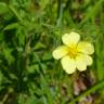 Fotografia 1 da espécie Potentilla recta do Jardim Botânico UTAD