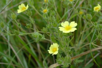 Fotografia da espécie Potentilla recta