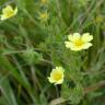 Fotografia 6 da espécie Potentilla recta do Jardim Botânico UTAD