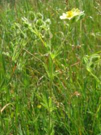 Fotografia da espécie Potentilla recta