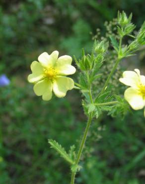 Fotografia 8 da espécie Potentilla recta no Jardim Botânico UTAD