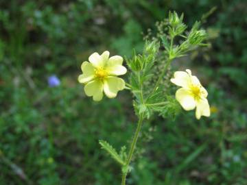 Fotografia da espécie Potentilla recta