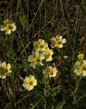 Fotografia 9 da espécie Potentilla recta no Jardim Botânico UTAD