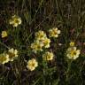 Fotografia 9 da espécie Potentilla recta do Jardim Botânico UTAD