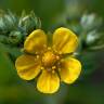 Fotografia 10 da espécie Potentilla recta do Jardim Botânico UTAD