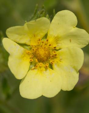 Fotografia 11 da espécie Potentilla recta no Jardim Botânico UTAD