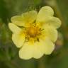 Fotografia 11 da espécie Potentilla recta do Jardim Botânico UTAD